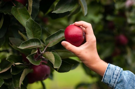 Minitree Appelboom Geboorteboom van MINI