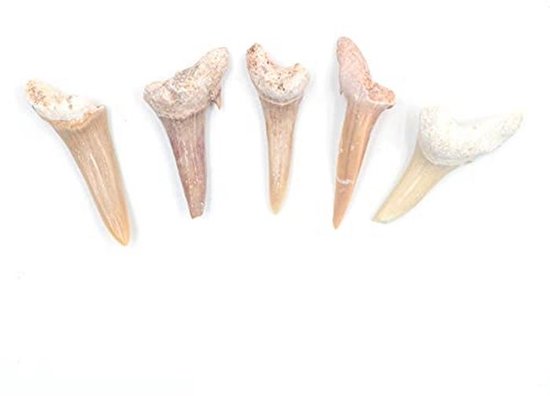Vijf Stuks Natuurlijke Fossiele Haai Tanden voor Educatie en Decoratie van Merkloos